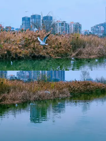 ิ่มต้นจากเฉิงตู่ 1 ชั่วโมง | วิธีการเล่นใหม่ในการท่องเที่ยวของผู้ปกครองและเด็ก 2 วัน 1 คืนที่ 99% ของผู้คนไม่รู้