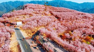 Sanming, you are so tight-lipped that you don’t promote this sea of ​​cherry blossoms ||| This is the largest cherry blossom in Fujian