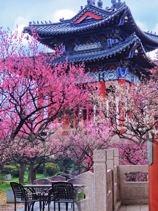 Nanjing's Ming Xiaoling Mausoleum Plum Blossom Hill! It has reached the best viewing period!