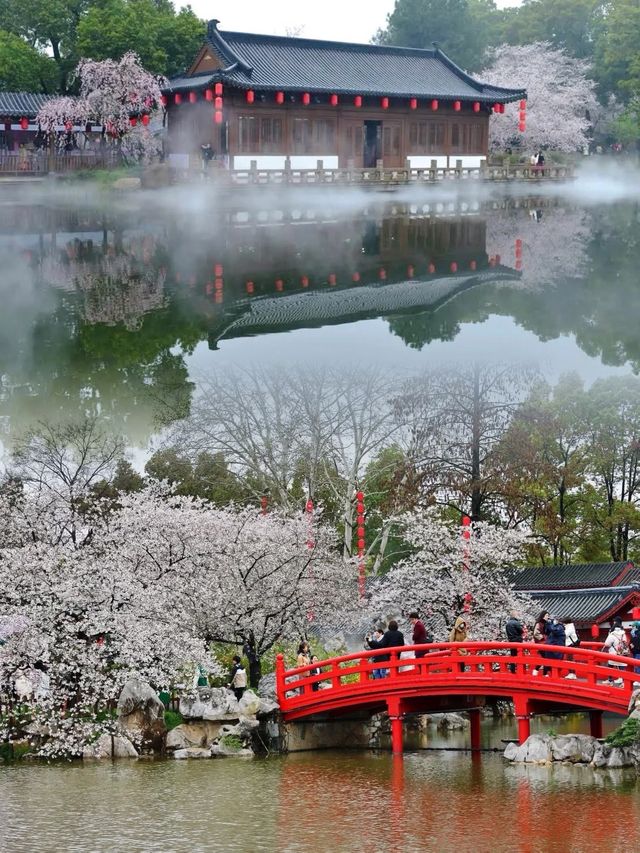 世界三大櫻花之都 | 武漢東湖櫻花園開園了