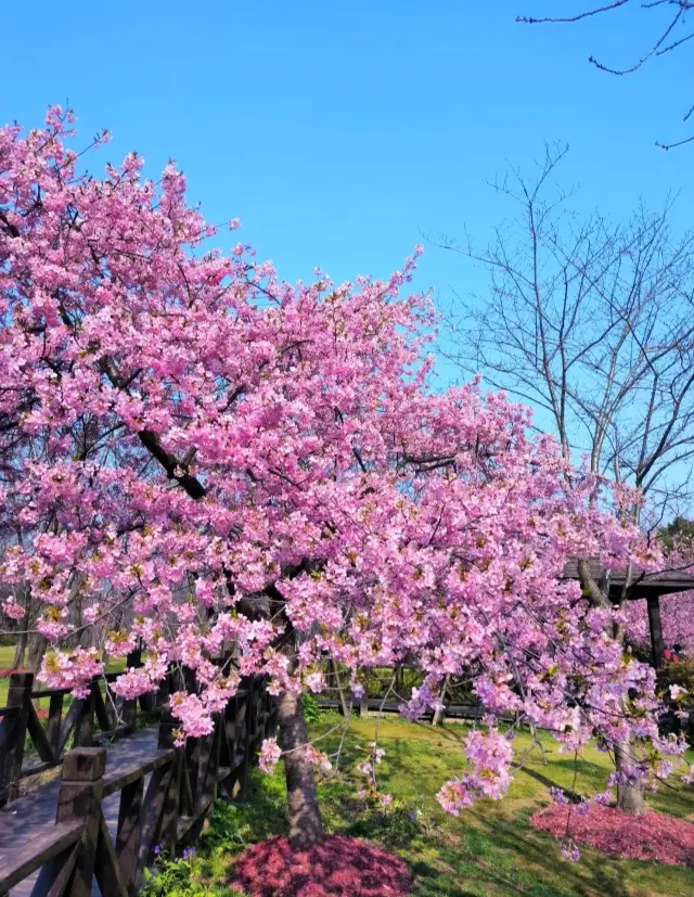 桜の花が満開の季節です！顧村公園に来て、春との約束を果たしましょう