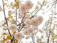 3月到天适櫻花悠樂園看花