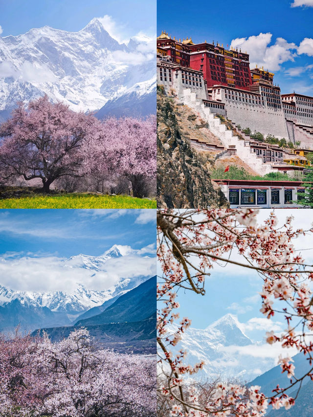 西藏林芝，是接下來國內賞花的絕佳去處，應該沒人會反對吧？