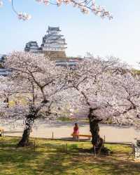 姫路城の桜🌸