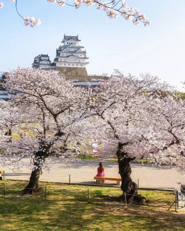 Cherry blossoms at Himeji Castle