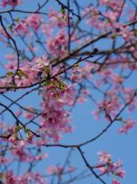 廣東“小桂林”，櫻花開了好美啊！附度假攻略