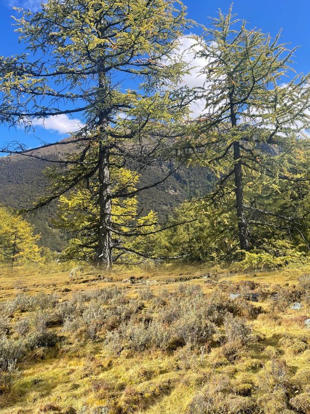 只有在稻城，才能看到這麼美的風景