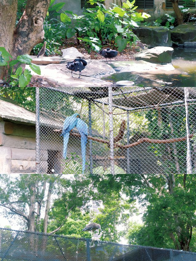 20元1天的廣州動物園這些事情你都得知道