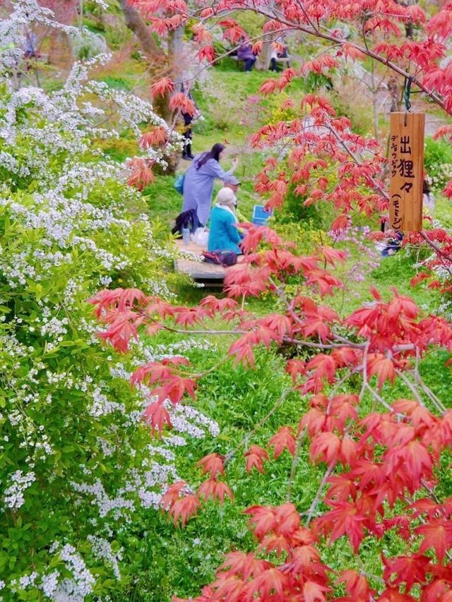 粉紅瀑布傾瀉而下的奇幻櫻花樂園