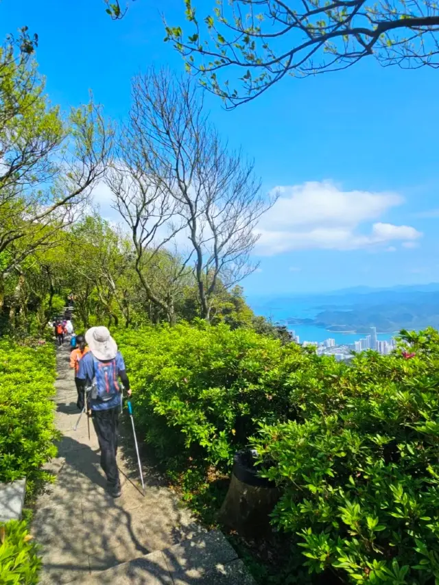 梧桐山の毛棉ジュウカイが海のように咲き誇っています