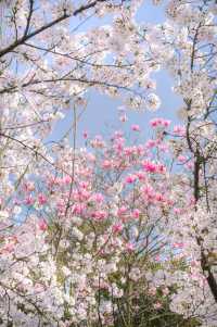 巔峰期TOP鼋頭渚已經終結了比賽(附攻略)