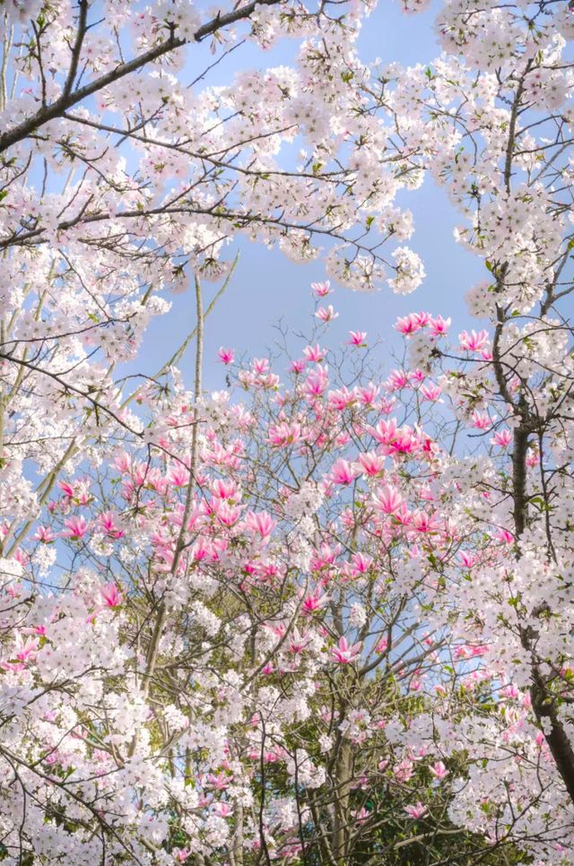 巔峰期TOP鼋頭渚已經終結了比賽(附攻略) 巔峰期TOP鼋頭渚已經終結了比賽(附攻略)