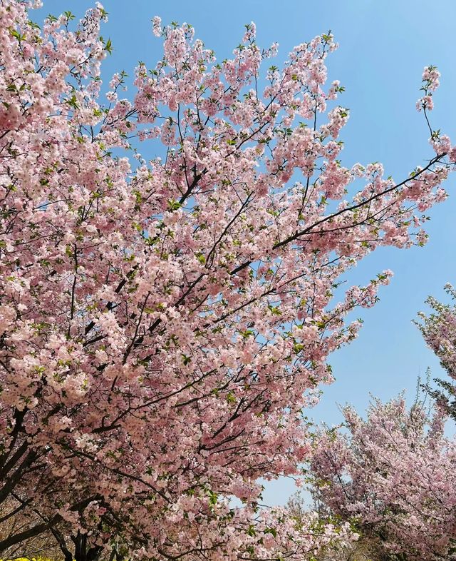 孤柏渡豐樂櫻花園