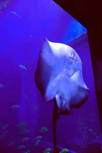 雲上海洋館·特別的存在