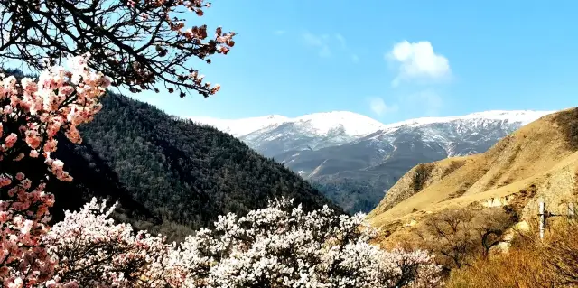 カンブラ花谷、花盛りであなたを待っています！