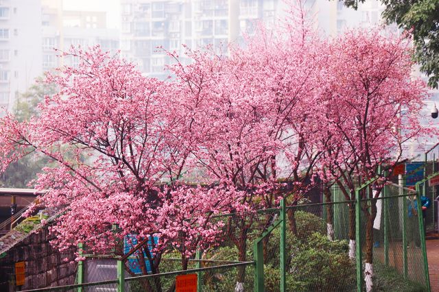 開往春天的地鐵太美了吧