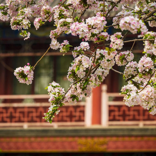 Spring Beauty at Wenhua Hall, 🌺🏛️ 