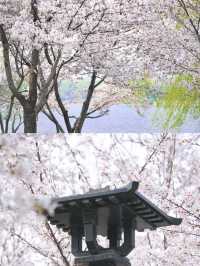 淄博 | 清明去看齐盛湖的樱花與“海”