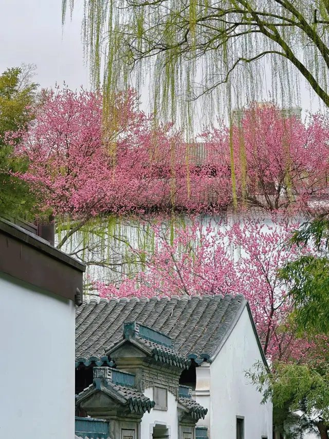 Not Jiangnan, yet surpasses Jiangnan! Beijing's "Little Jiangnan" Zizhuyuan with apricot and plum blossoms