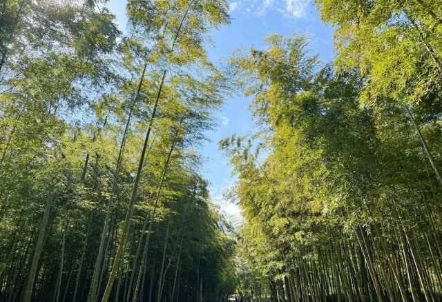 丁蜀上春山 小眾路線“醉氧烏峰嶺”