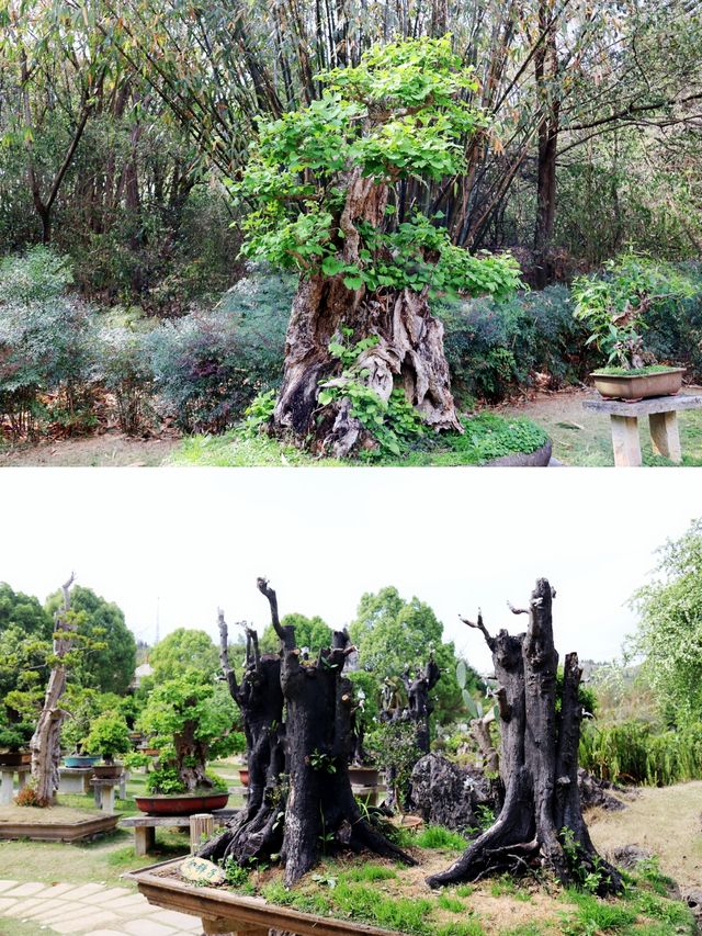 黃果樹瀑布景區壓軸戲 盆景園