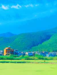 杭州油菜花海：金色海洋，心靈療癒之地！