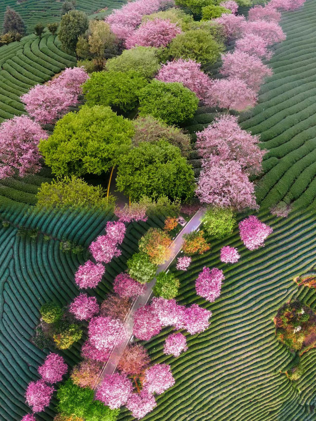 <《國家地理》沒騙我，春和景明超浪漫