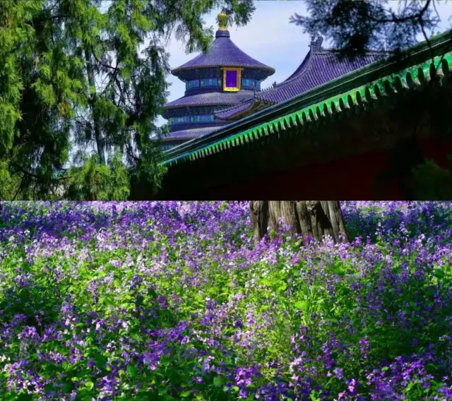 Dreamy 'purple flower carpets' of spring are right here in these parks