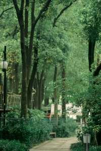 蘇州古城區有自己的綠野仙踪城市森林