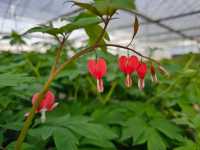 洛陽「網紅」牡丹合集來了!看哪朵戳中你的「心巴」?