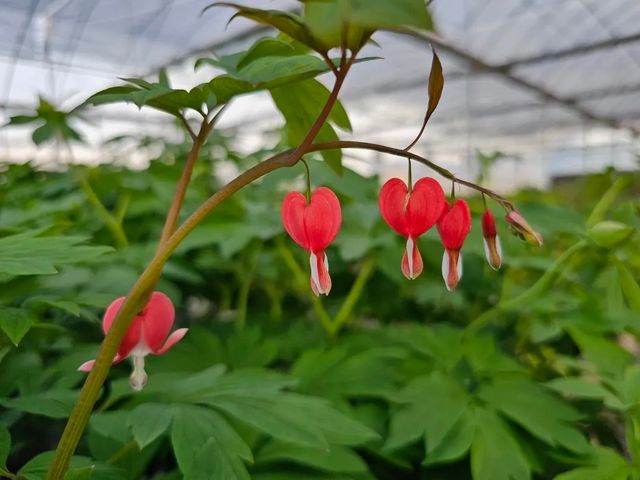 洛陽「網紅」牡丹合集來了!看哪朵戳中你的「心巴」? 洛陽「網紅」牡丹合集來了!看哪朵戳中你的「心巴」?