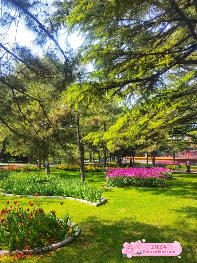  🌸 Spring Serenity at Zhongshan Park 🌳 🌼 
