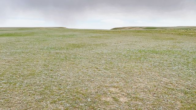 五一新疆賞花旅行，塔村有草原和雪山等你來哦！