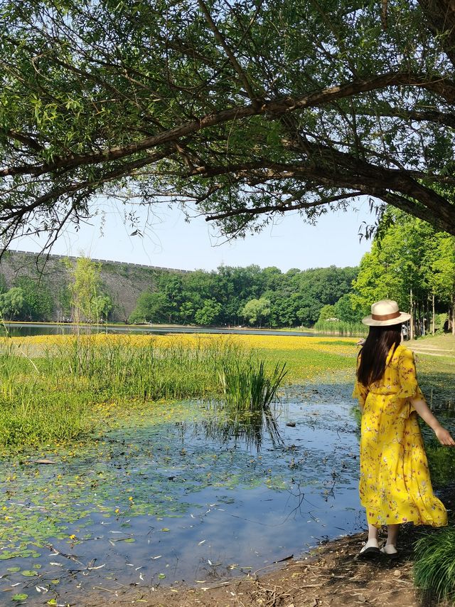 城市公園圖鑑 | 琵琶湖的荇菜花，美成頂流