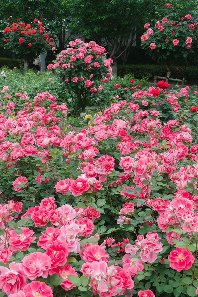 徐匯小眾月季園美成莫內花園不許你錯過