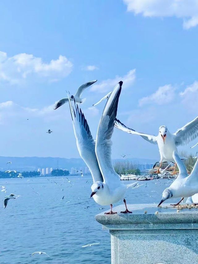 昆明一日遊|看海鷗的聖地：海埂大壩。