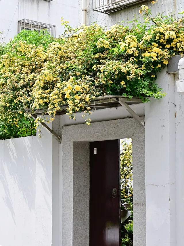 蘇州4月賞花｜四月平江路頂流，木香花開了