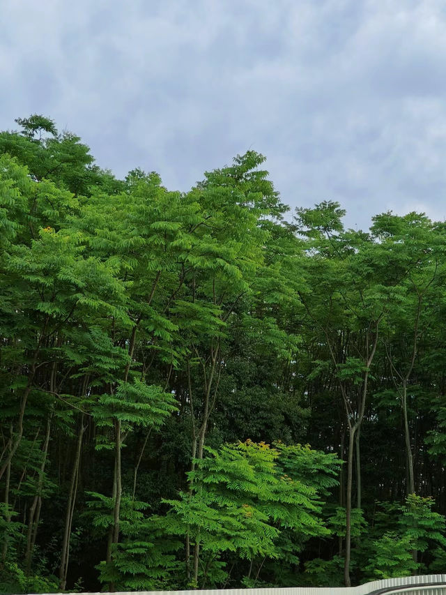 龍泉山城市森林公園徒步攻略