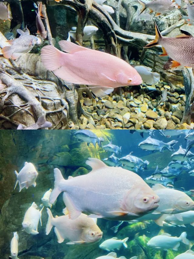 哈爾濱波塞冬海底世界丨打卡奇幻的海底王國