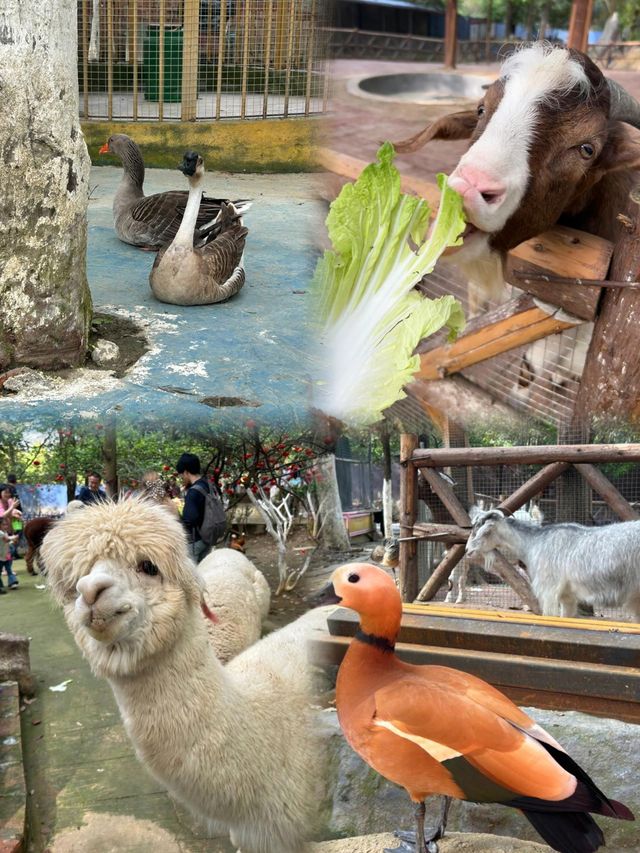 直達成都地鐵,塔子山公園,是個賞秋好去處。