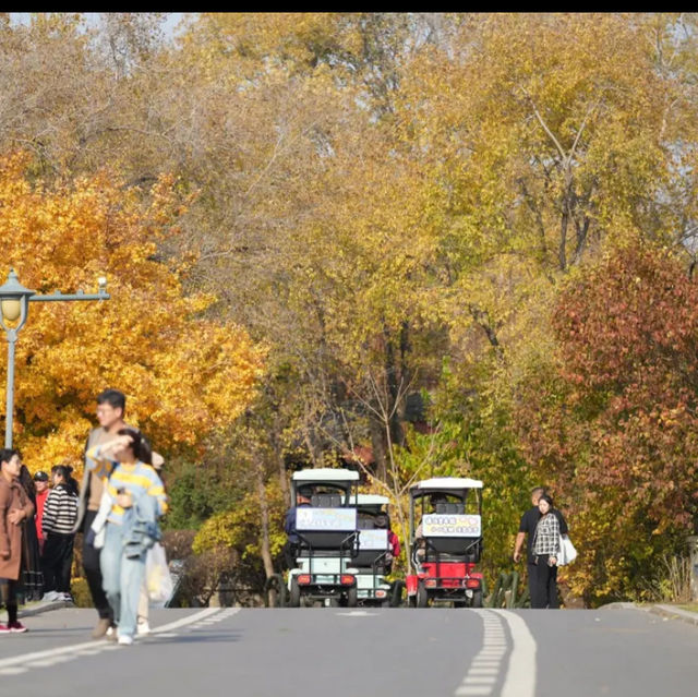 Beautiful Autumn scenery in Shenyang 