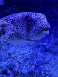 The Super Family Friendly Sumida Aquarium, The Wonders Of the Deep In Tokyo!