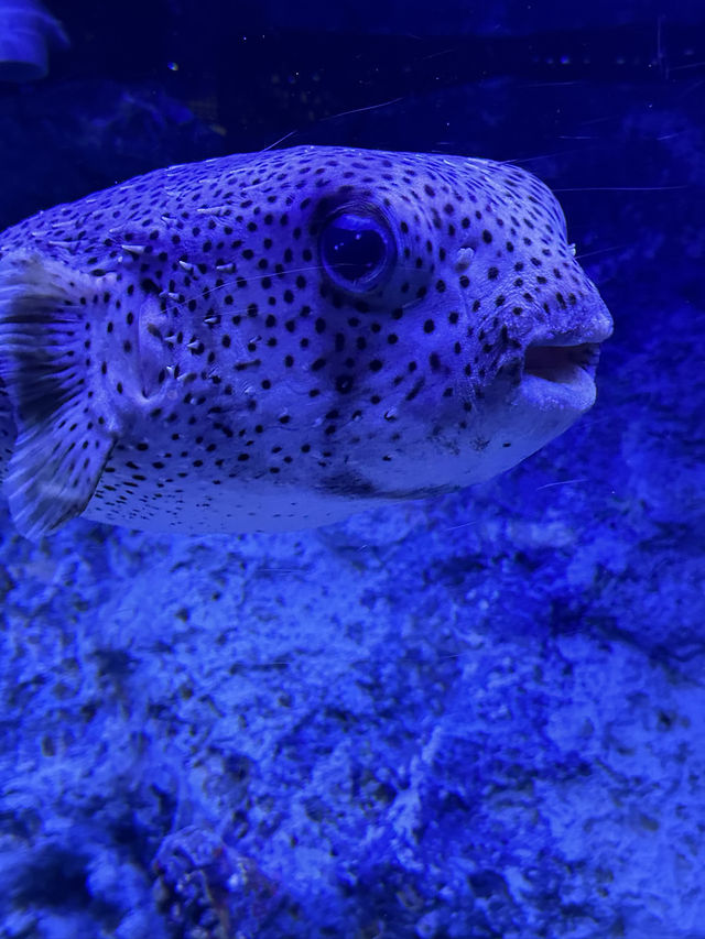 The Super Family Friendly Sumida Aquarium, The Wonders Of the Deep In Tokyo!
