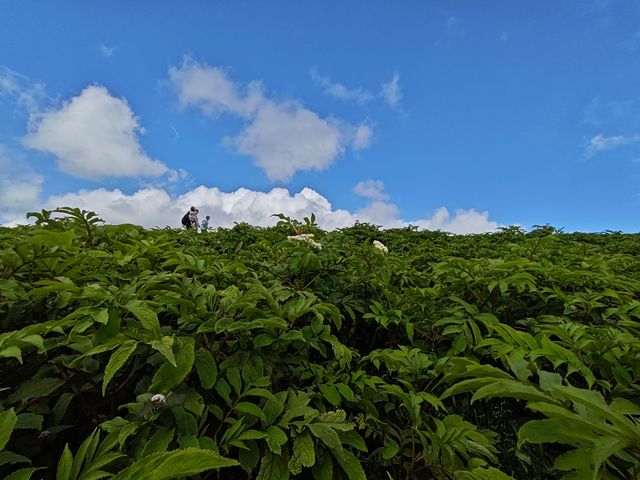藍天白雲，陽光普照。山花浪漫，河水清清。