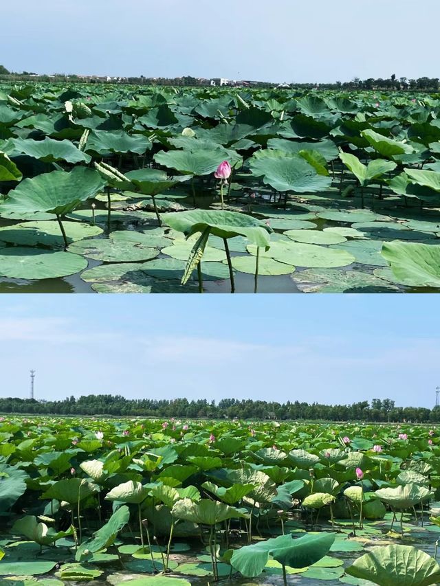 淮陽龍湖太昊陵周口5A景區攻略，值得去玩！！！。