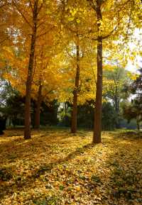 秋日裡，走進有著農耕印記的北坞公園。