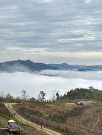 鎮安海棠山|雲海深處見海棠。