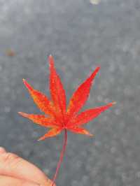 11月10日臨安指南村紅葉實況攻略。