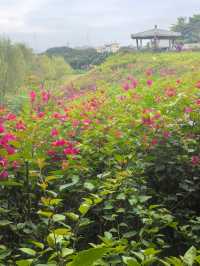 深圳探園|寶安簕杜鹃谷公園花海等你來。