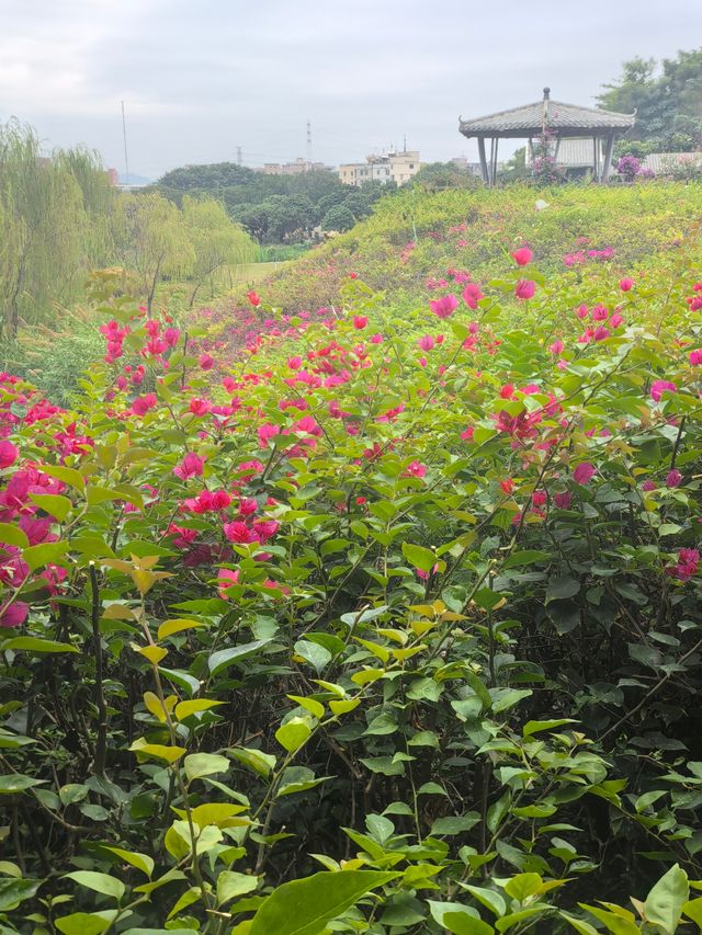 深圳探園|寶安簕杜鹃谷公園花海等你來。 深圳探園|寶安簕杜鹃谷公園花海等你來。